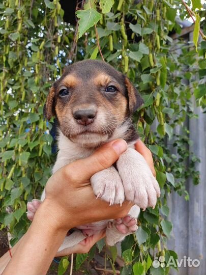 Щеночек-колобочек 2 месяц в дар