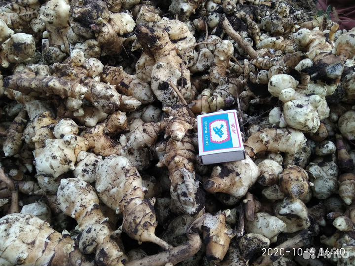 Топинамбур клубни, рассада