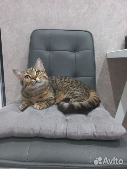 Кошка для вязки