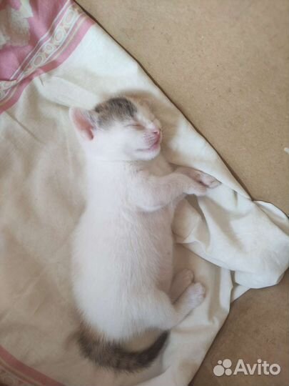 Котята в самые добрые руки