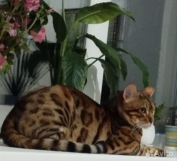 Бенгальский кот