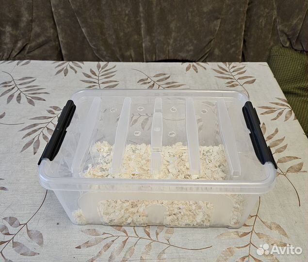 Крысята дамбо от заводчика