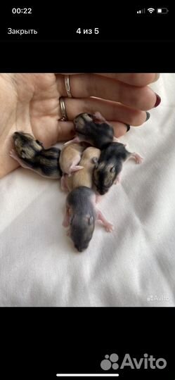 Джунгарские хомяки ручные малыши