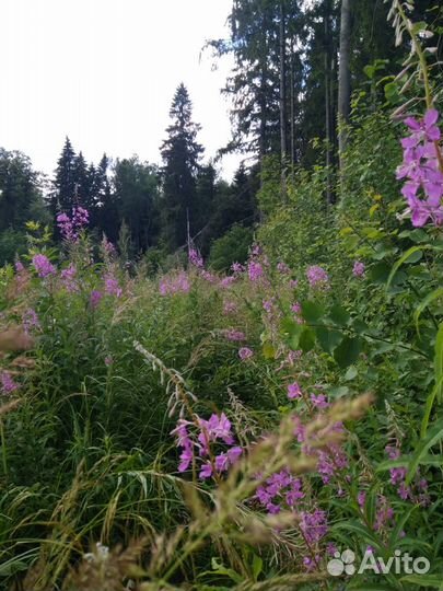 Травяной чай.Шиповник,зверобой, Иван чай