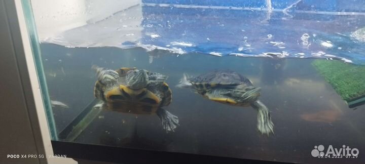 Одам 2 черепах мальчик и девочка