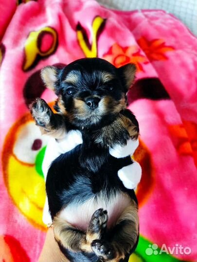 Няшные Кукляшные 3 девочки и мальчик цветного йорк