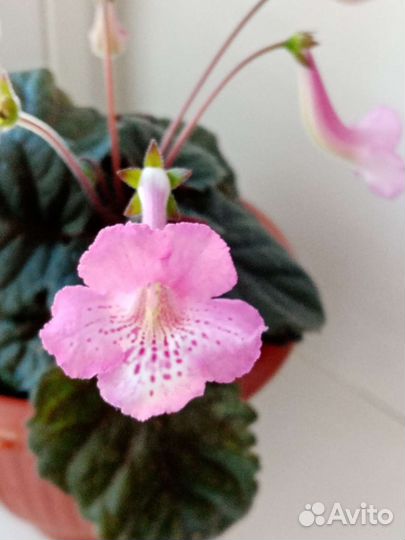 Минисиннингия