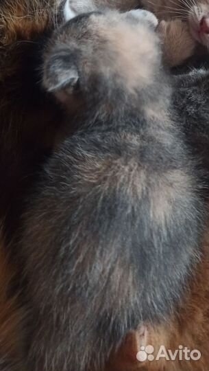 Котёнок девочка, метис