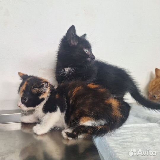 Котенок в добрые руки