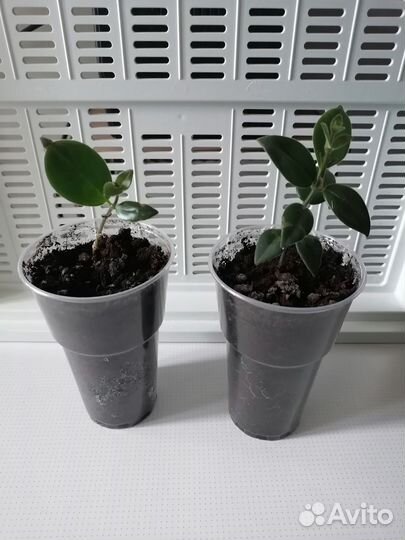 Эсхинантус Мона Лиза