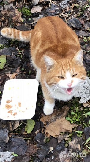 Котик окраса рыжий мраморный бенгал в дар бесплат