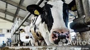 Скотник/уход за телятами/вахта на ферму