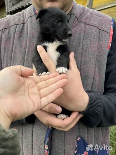 Собаки щенки бесплатно