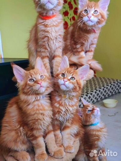 Котята мейн-кун