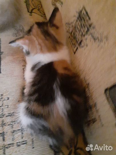 Кошечка трехцветная