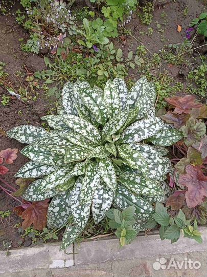 Многолетники