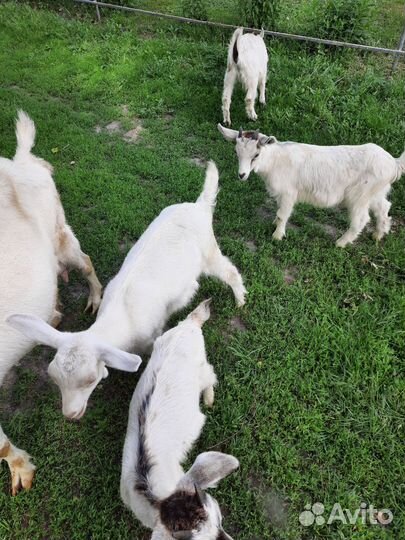 Козлята