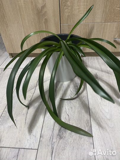 Гиппеаструм амариллис