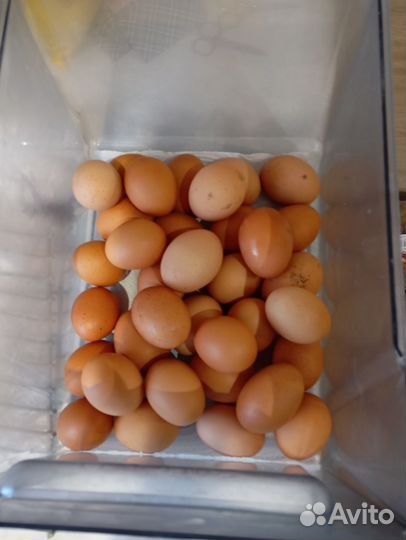 Куры несушки