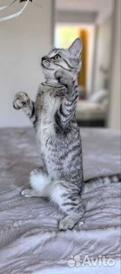 Ляля, особенный котёнок в добрые руки