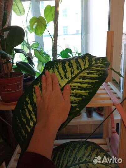 Диффенбахия и огромная диффенбахия