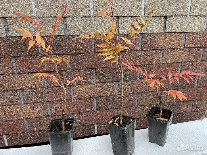 Рябина додонг