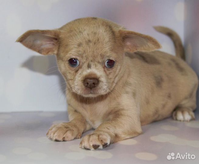 Необычная девочка