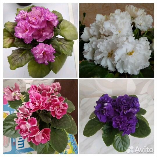 Детки сортовых фиалок