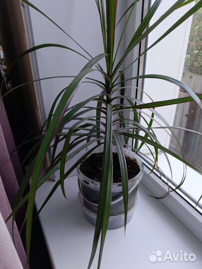 Комнатные растения