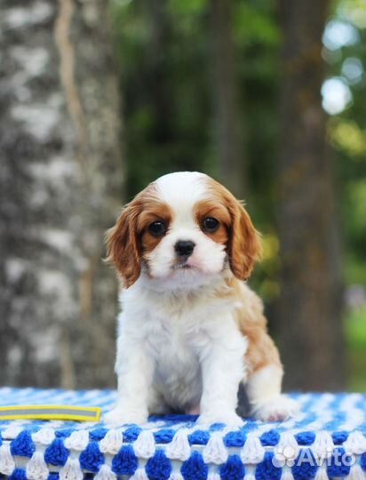 Щенок Кавалер Кинг Чарльз Спаниель