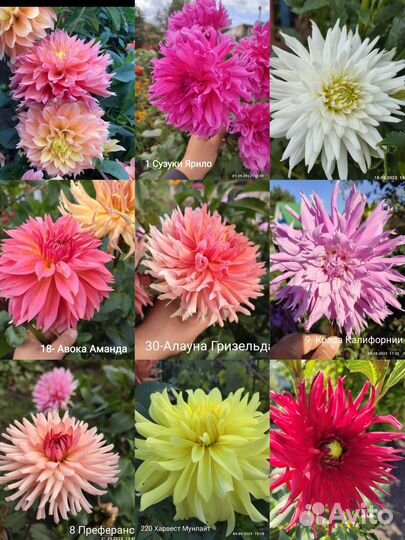 Георгины клубни