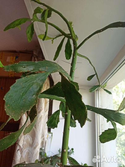 Кактус бесплатно большой