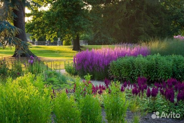 Дербенник (семена)