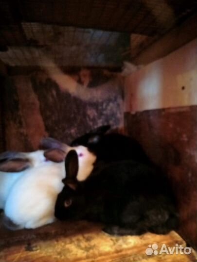 Кролик 2 мес