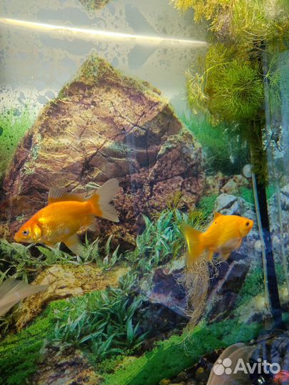 Золотая рыбка