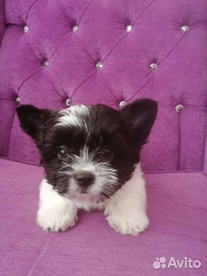 Бивер малыши