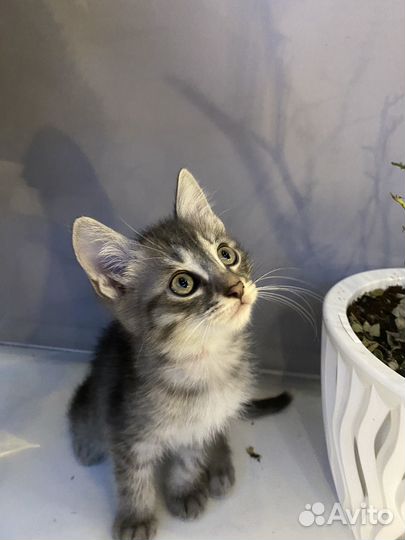 Котята в добрые руки даром бесплатно