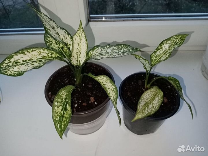 Комнатные цветы