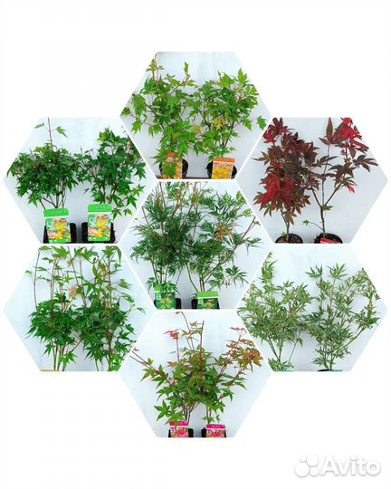 Японский клен