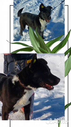 Собачка в поисках дома