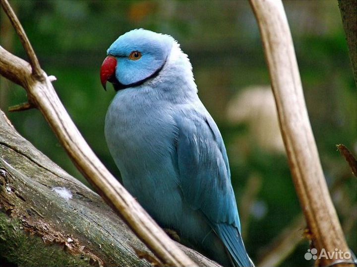 Птенцы попугаев различных видов