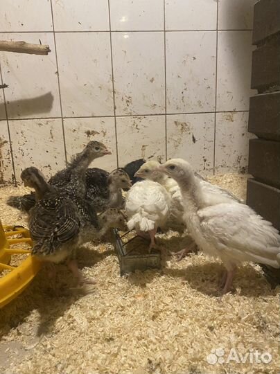 Индюки северокавказские. Индюшата и и/я