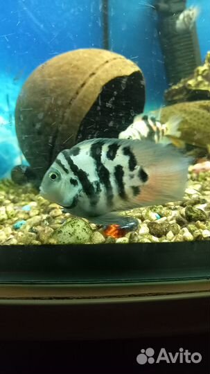 Продаются сапфировый попугай