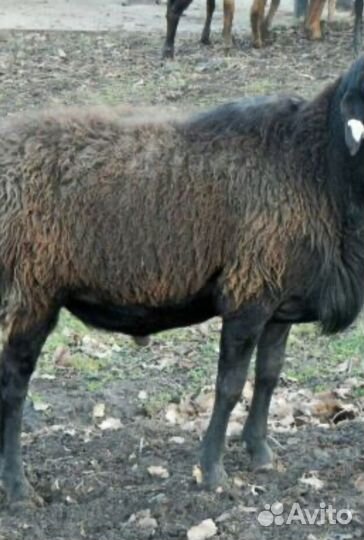 Племенные бараны