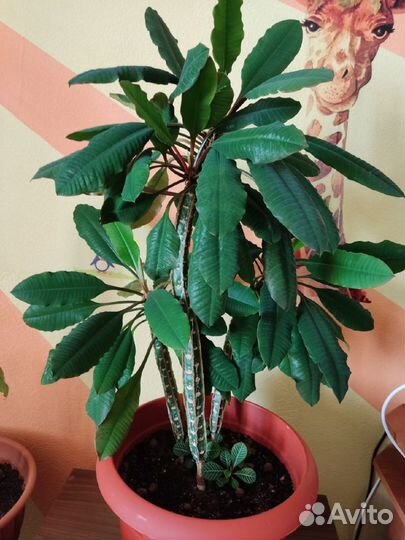 Молочай беложильчатый (Euphorbia leuconeura)