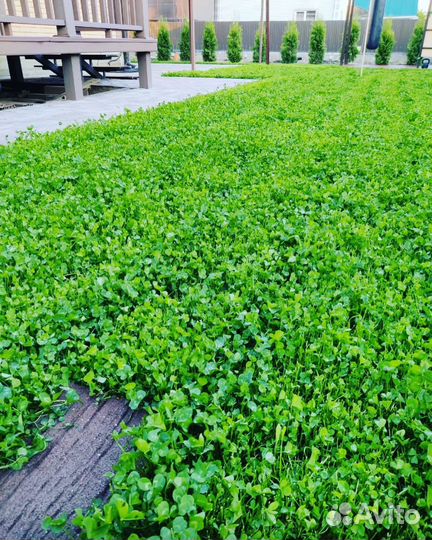 Семена газонной травы