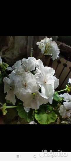 Пеларгония герань