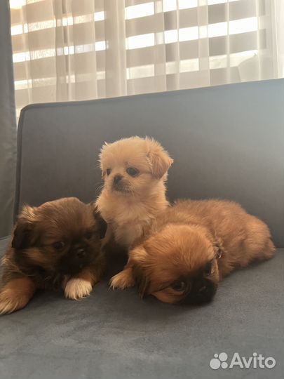 Щенки пекинеса