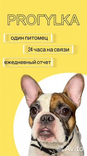 Выгул и передержка собак