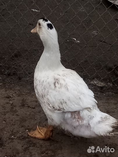 Утки муларды